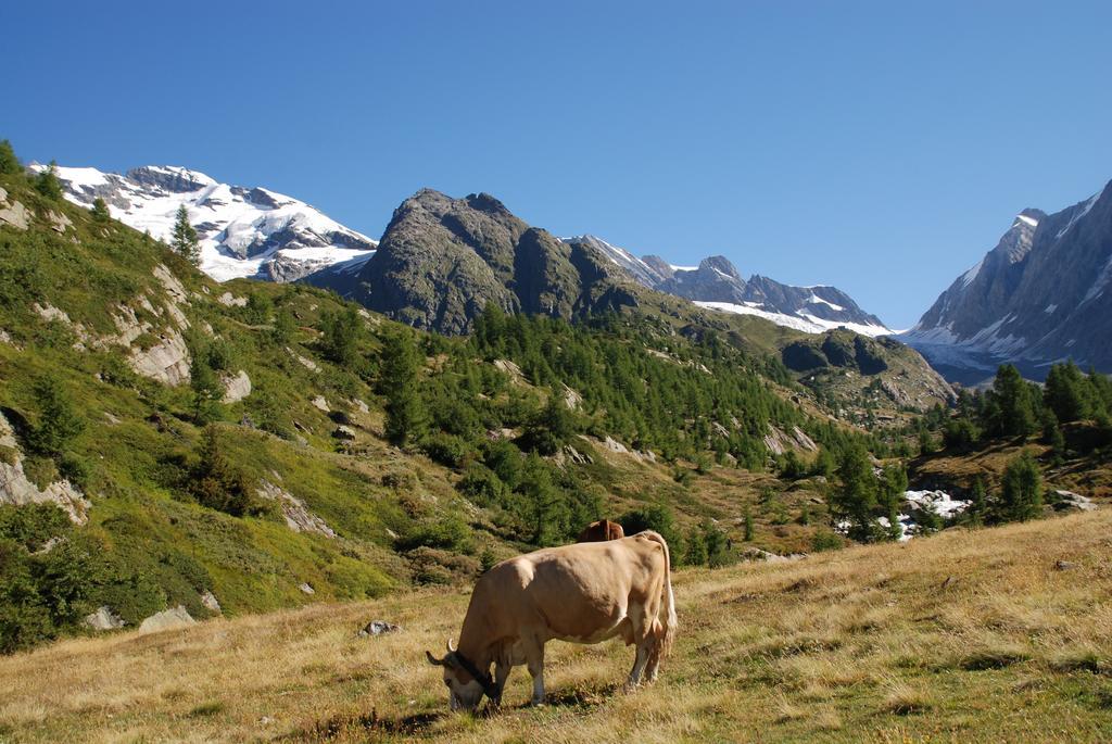 Alpenhotel Zur Wildi Lauchernalp Wiler Luaran gambar